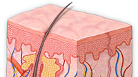 Skin Anatomy and Hair Color